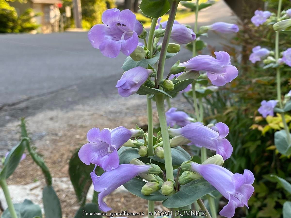 BULK SEEDS!…Penstemon grandiflorus…Large-Flowered Penstemon…QTY/bag=50