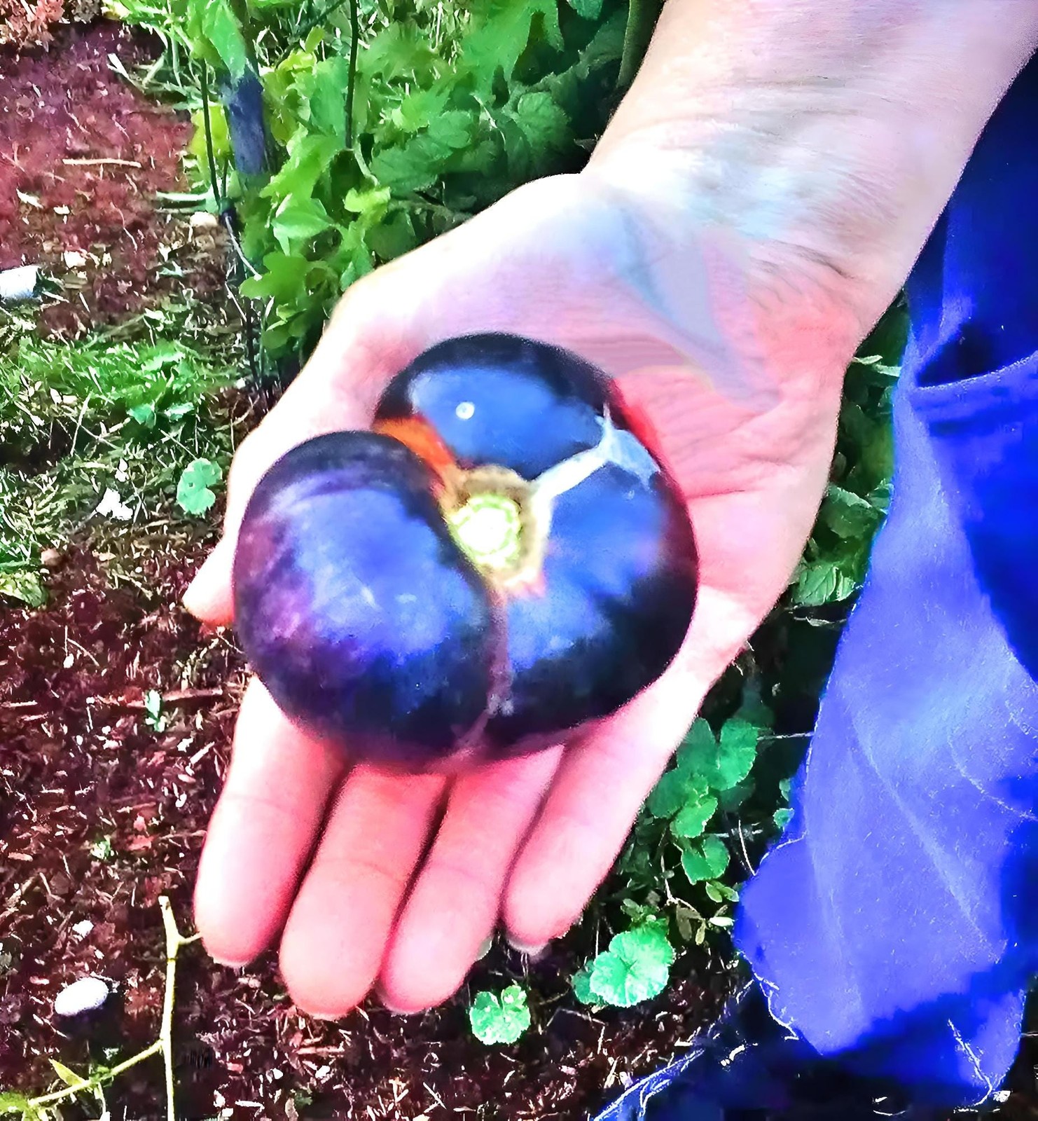 Black Beauty, Tomato