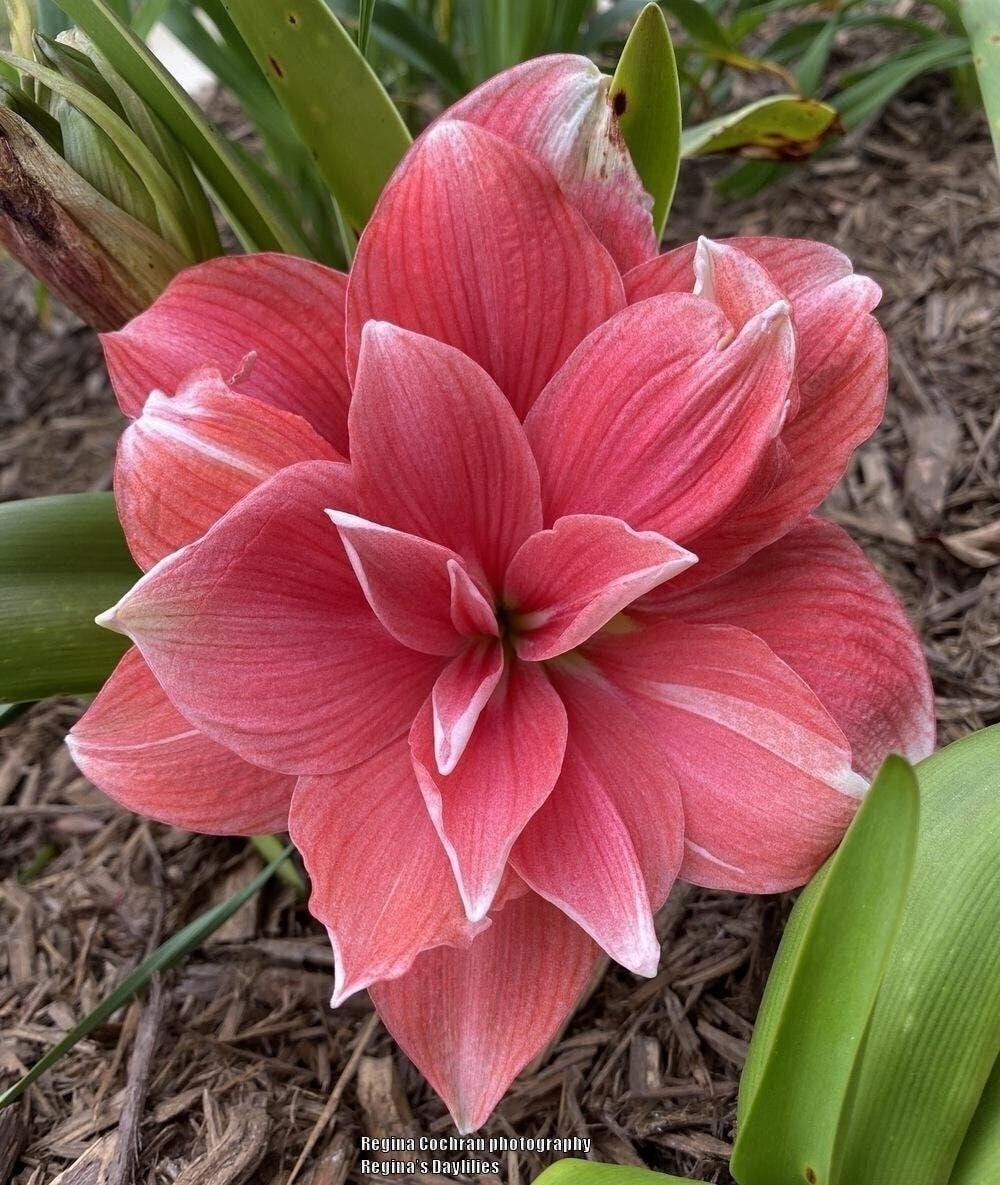 DOUBLE DREAM Extra Large Amaryllis 30/32 cm Bulb – US Seller