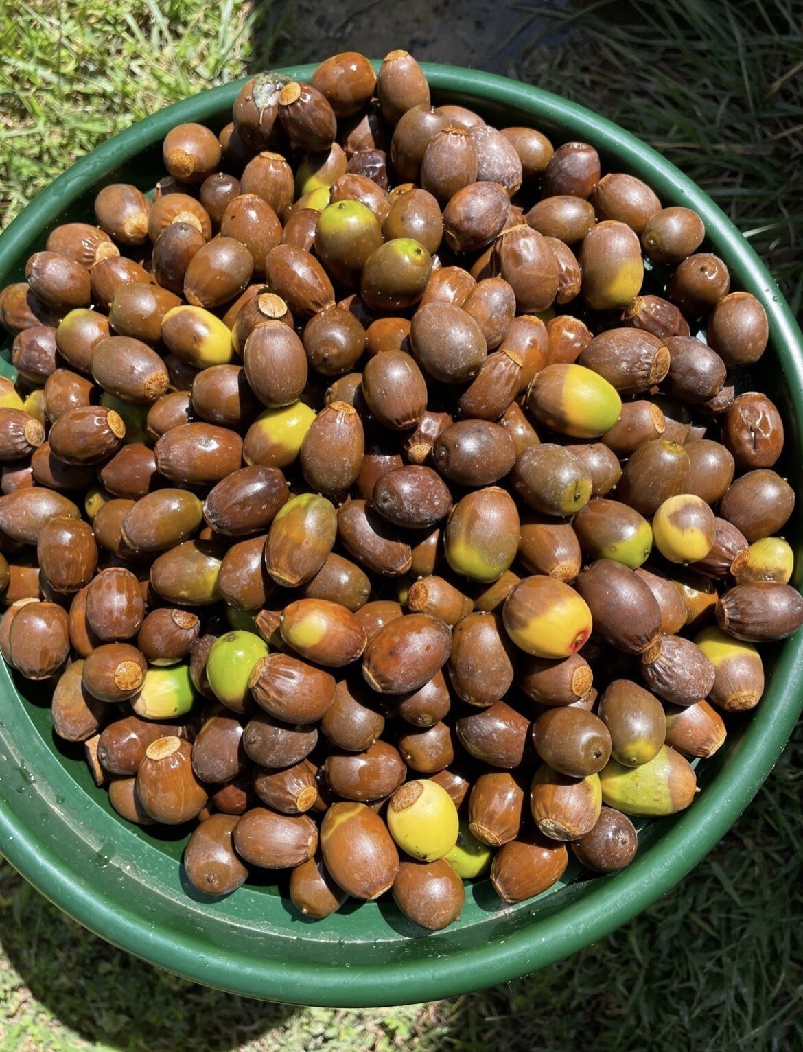 10 Natural WHITE OAK ACORN Seeds For Planting Landscaping Float tested