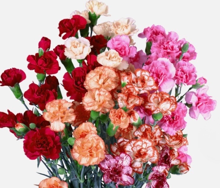 100 Double Imperial Mix Dianthus Seeds, Mini Carnations Cottage Garden ‘Pinks’🌸