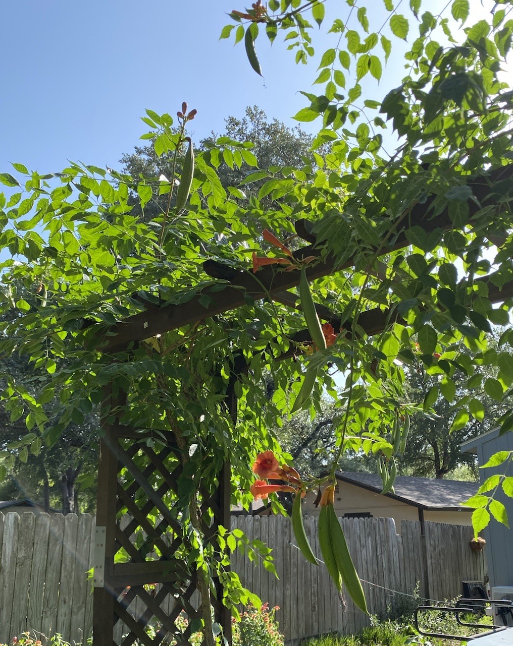 Orange Hummingbird (or Trumpet) Vine 25+ Seeds (Creeping Vine Plant) Pretty!