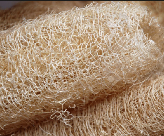 Long Vegetable Luffa Seeds High Yield (loofah sponge gourd, Luffa cylindrica)