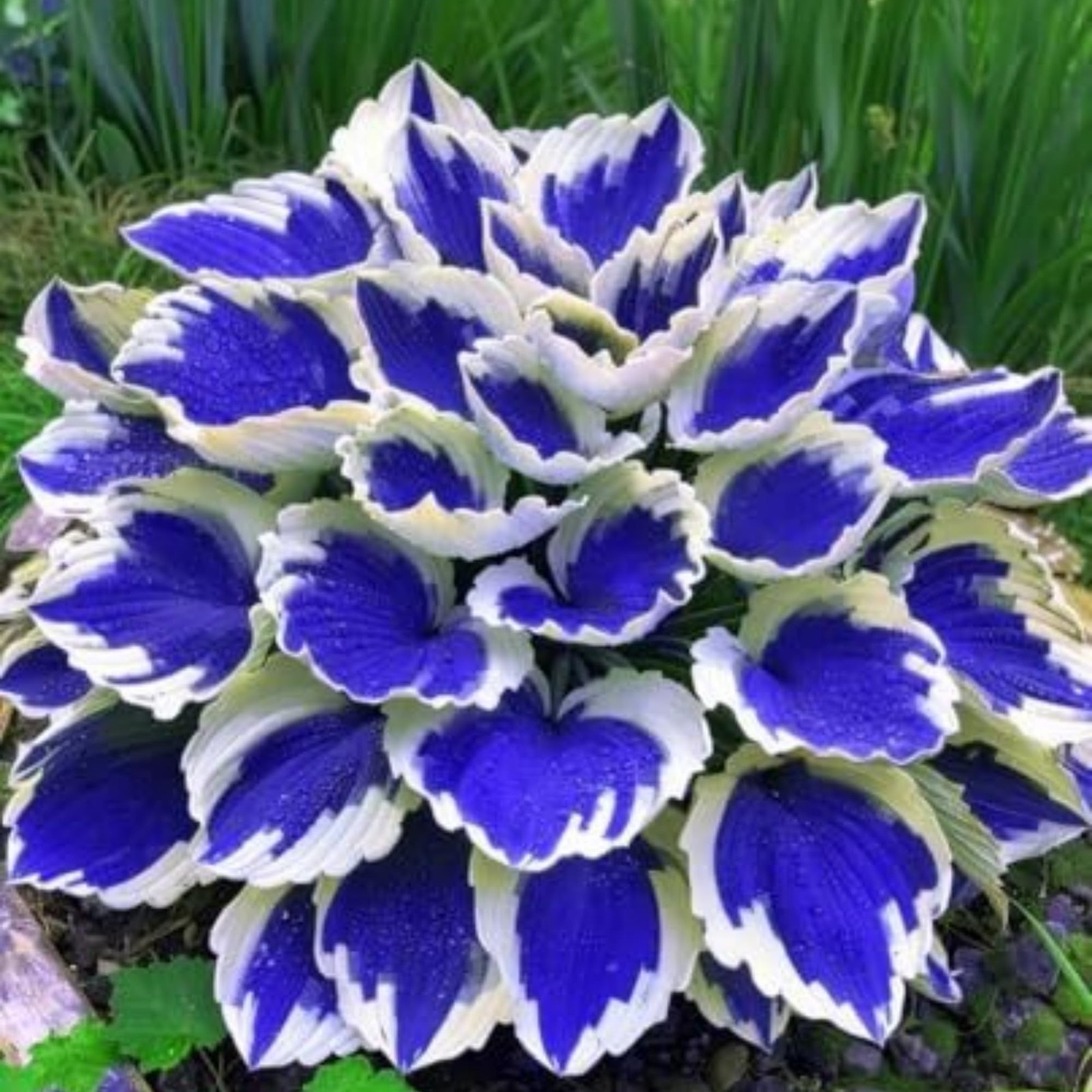 200+ Hosta Seeds Heart-Shaped Hosta Bare Roots – Rich Foliage, Heart Shaped Leav
