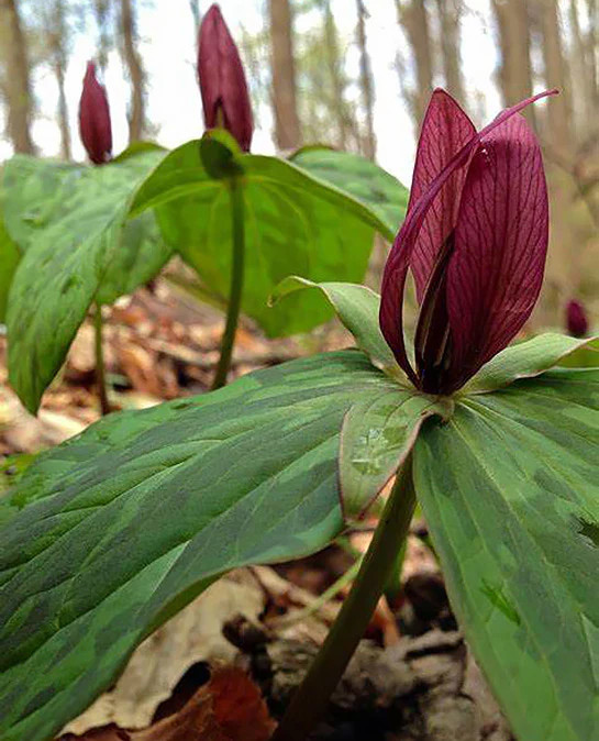 Red Toad Trillium (Wood Lily) – 5 Root Divisions
