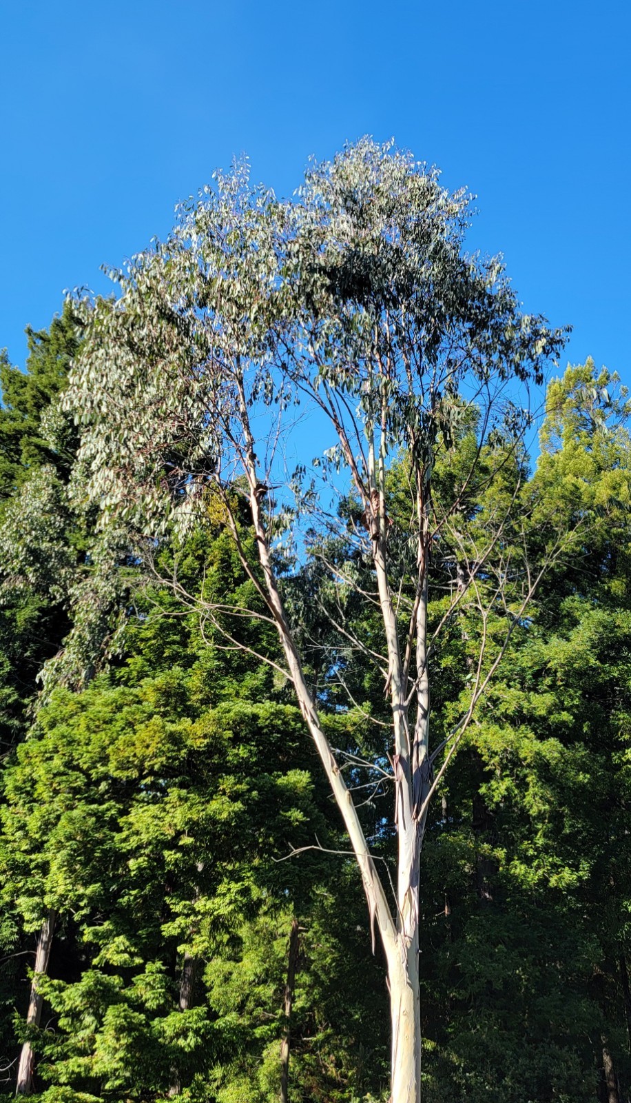 Eucalyptus pauciflora ssp. niphophila – Australian Snow Gum – Fresh Seeds