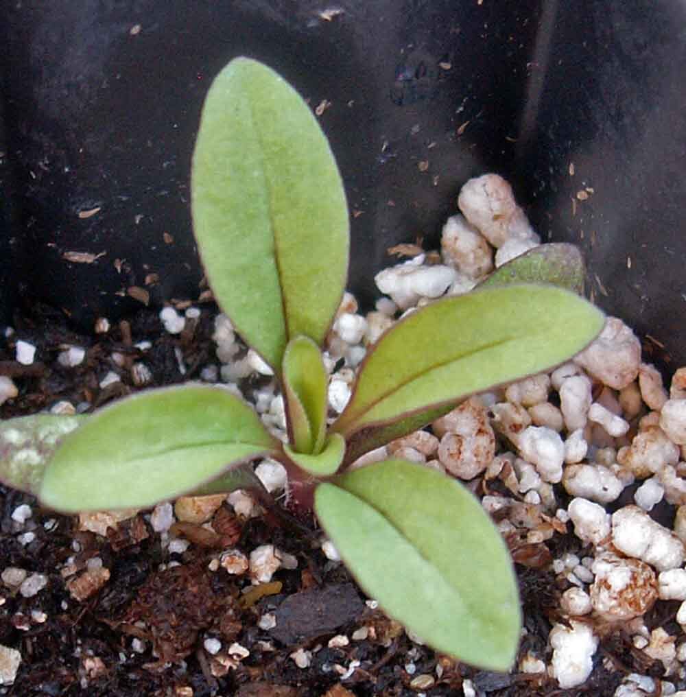 Groundcover ROCK SOAPWORT Groundcover Spreading Perennial Pink NonGMO 1000 Seeds