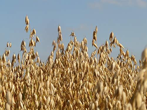 5 lb Whole Oat Seeds, Wildlife, Deer, Food Plot Forage