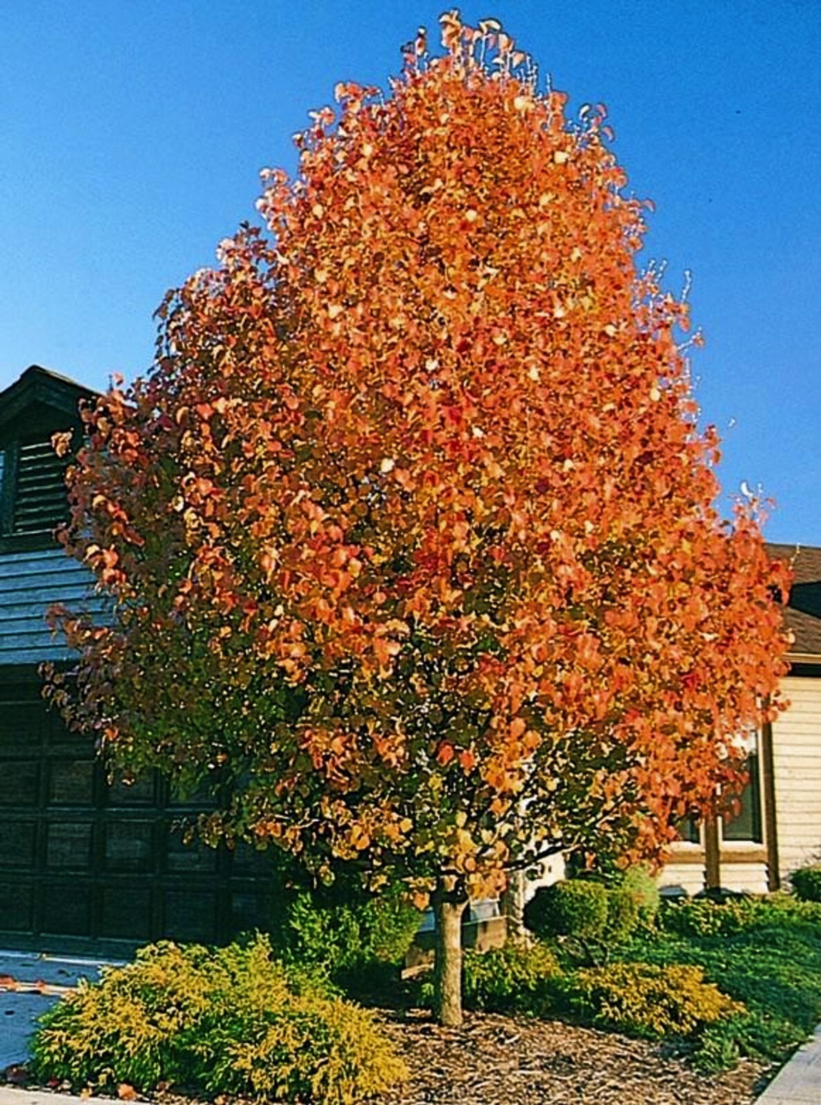 European Pear | Premium Seeds | Pyrus communis ‘Fruit’ | Plants’®