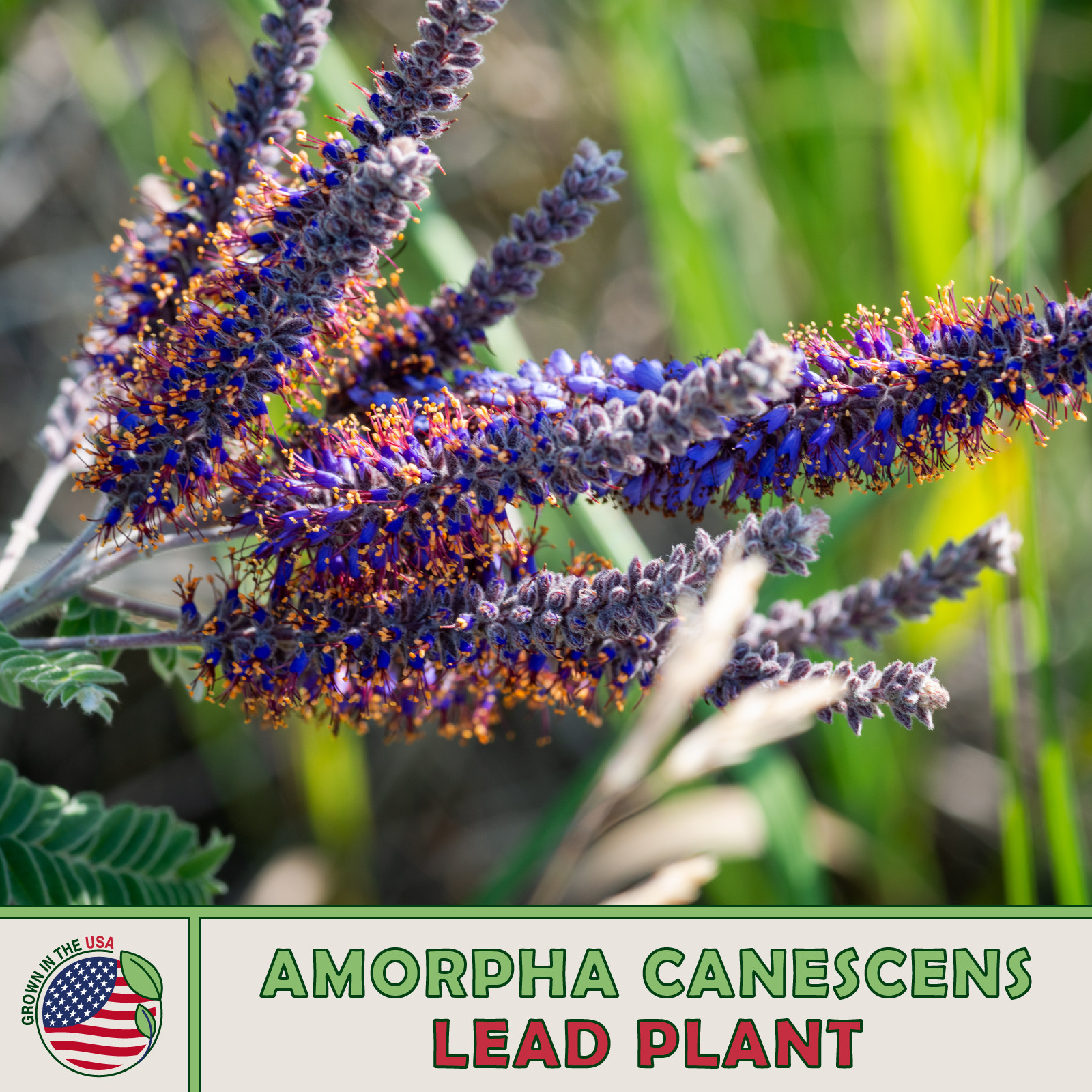 200 Lead Plant Seeds, Amorpha canescens, Native Wildflower, Drought Tolerant