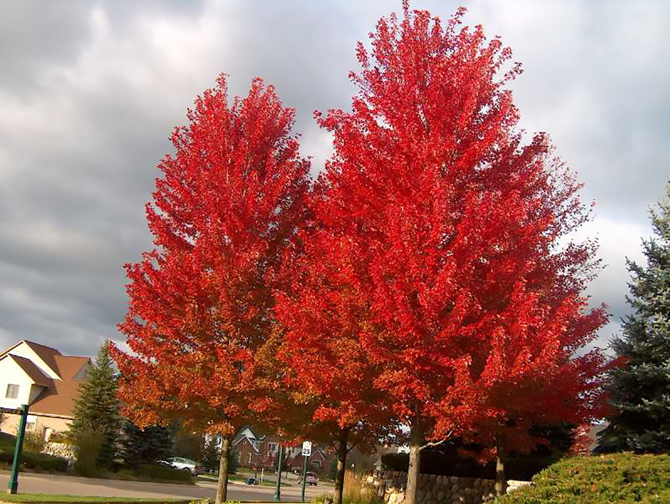 Red Maple, Acer rubrum, Northern Source, Tree Seeds (Fast, Hardy, Fall Color)
