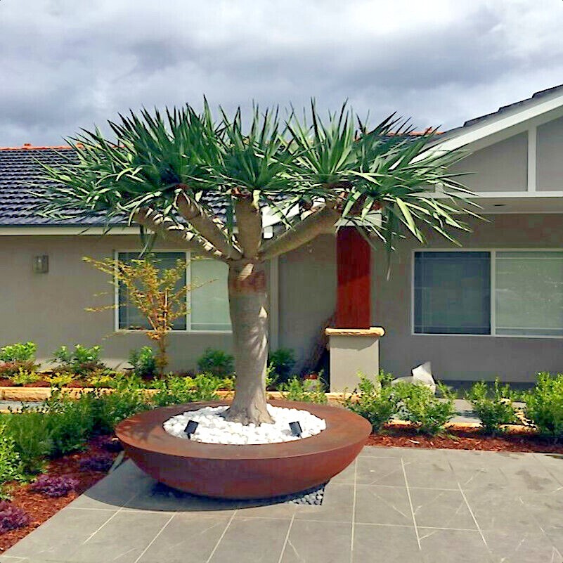 10 Dragon’s Blood Tree Seeds (Dracaena draco) Exotic Canary Island Palm Bonsai