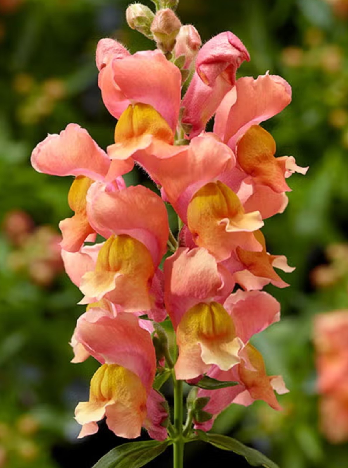 25 VARIOUS Colors Snapdragoon Seeds