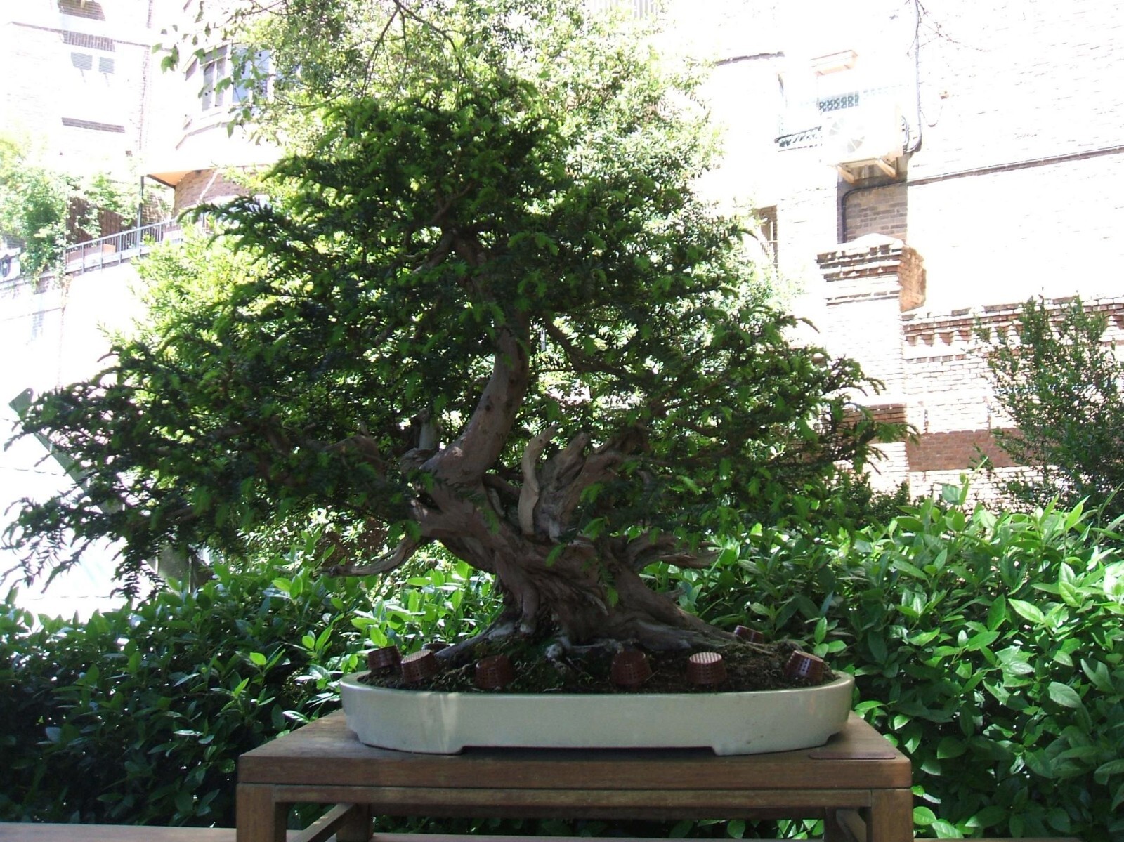 English Yew, Taxus baccata, Tree Seeds (Evergreen, Topiary, Bonsai)