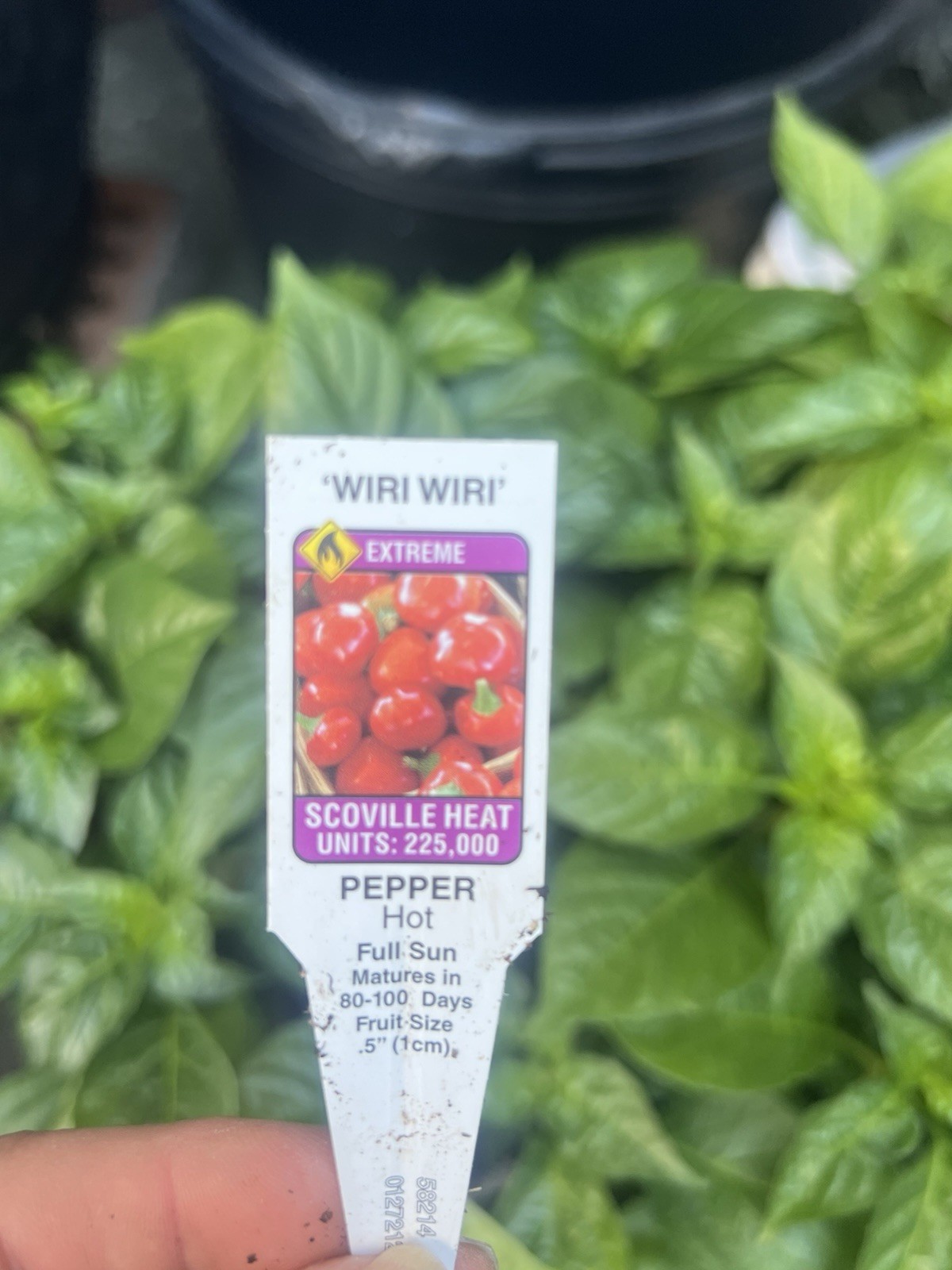 2 Extremely Hot Wiri Wiri Pepper Plants 225,000 SH