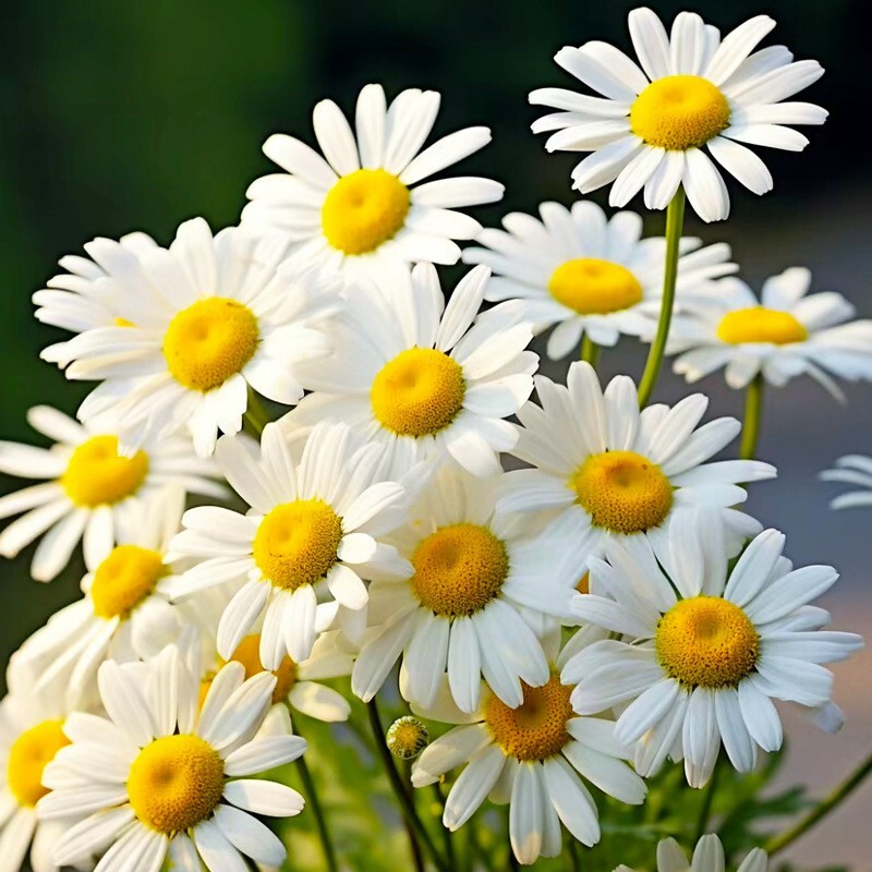 500+Alaska Shasta Daisy Seeds Hardy Perennial Garden Flowers USA