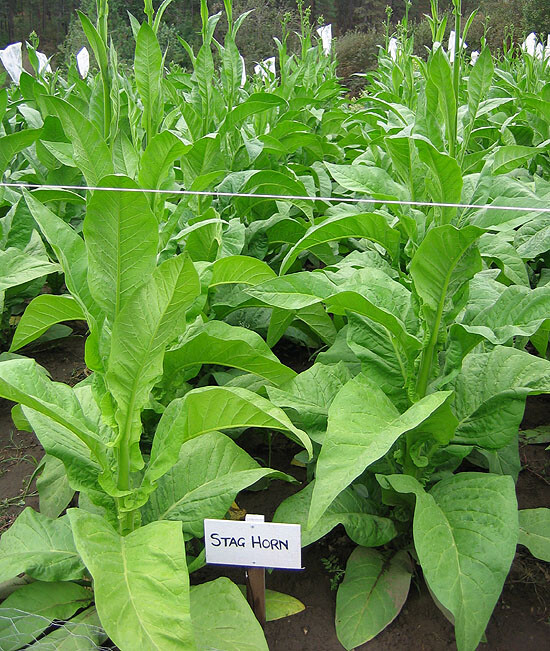 1000 Stag Horn Tobacco Seeds ~ Heirloom ~ Dark Virginian ~ Rich Flavor