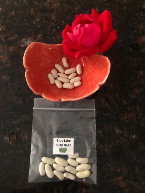 13 Blue Lake Bush Bean Seeds