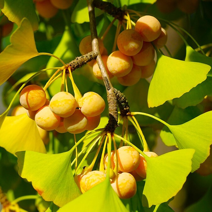 Ginkgo Biloba Tree Seeds | Maidenhair Nuts Perennial Seed For 2024 Fast Shipping