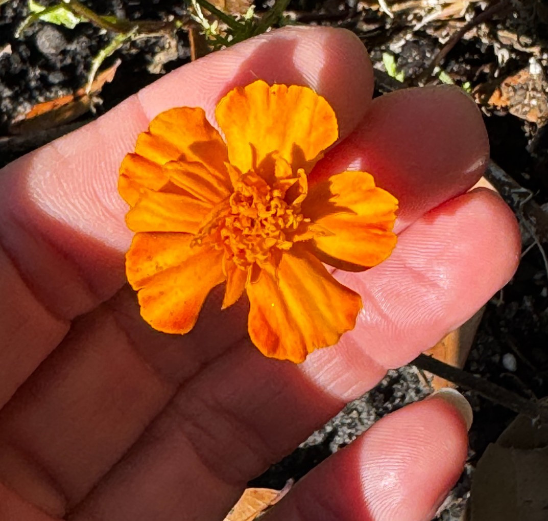 Marigold Flower Seeds – Red, Orange & Yellow Blooms (20+ Seeds)