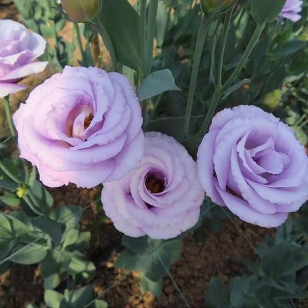 25pc LISIANTHUS SEEDS Garden Plant Flower bed exotic USA seller FREE shipping