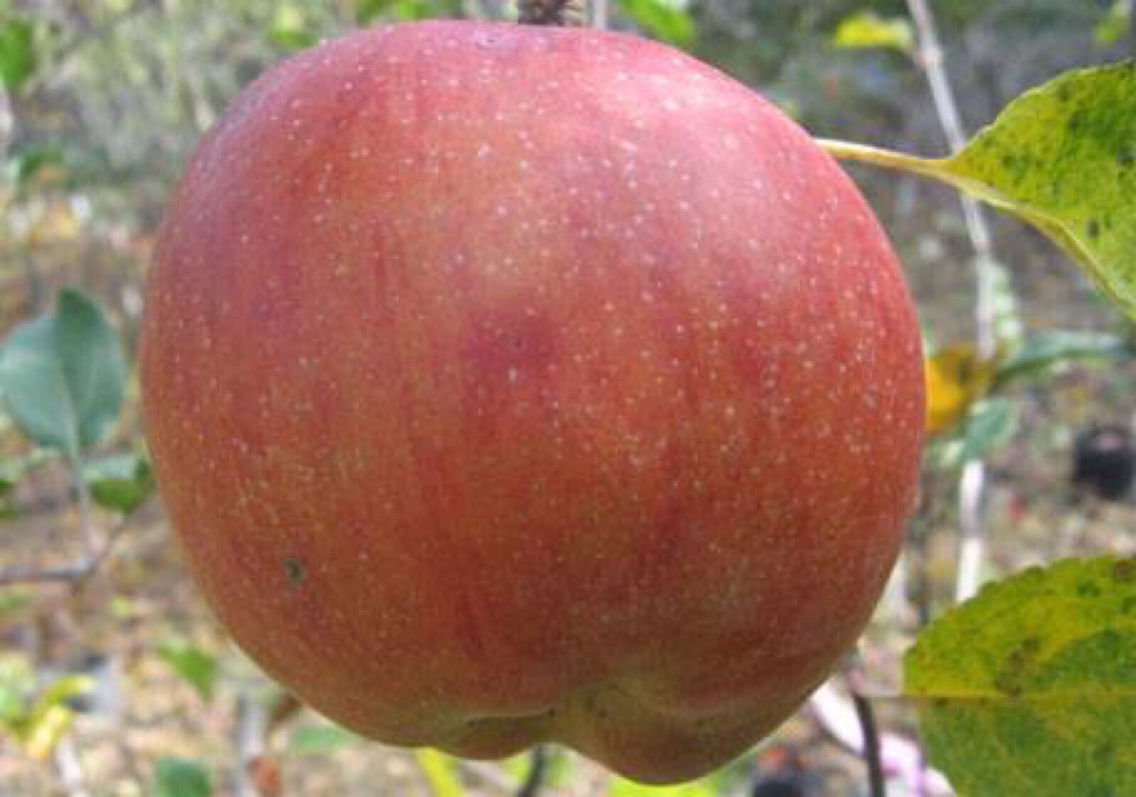 Waltana apple tree grafted 5x5x12 inches pot size 1 year old