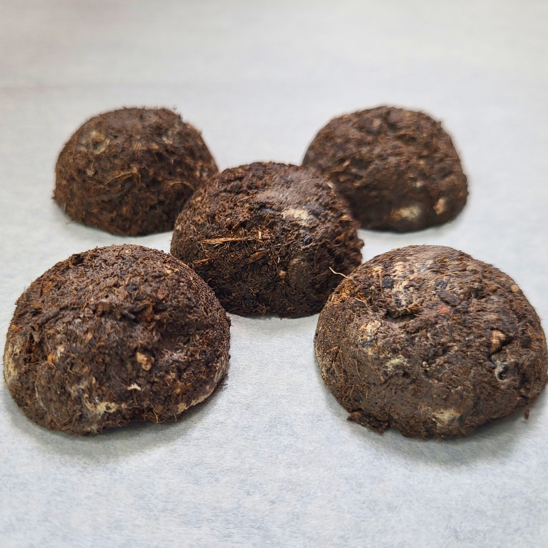 Bad Apples SUN DEATH™ Sunflower Seed Bombs – Celebrate Our Cosmic Executioner!