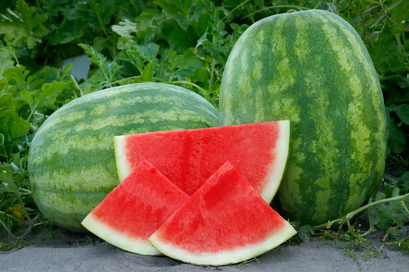 50+ Secretariat (Seedless) Watermelon Seeds for Planting – USA – FREE SHIPPING!