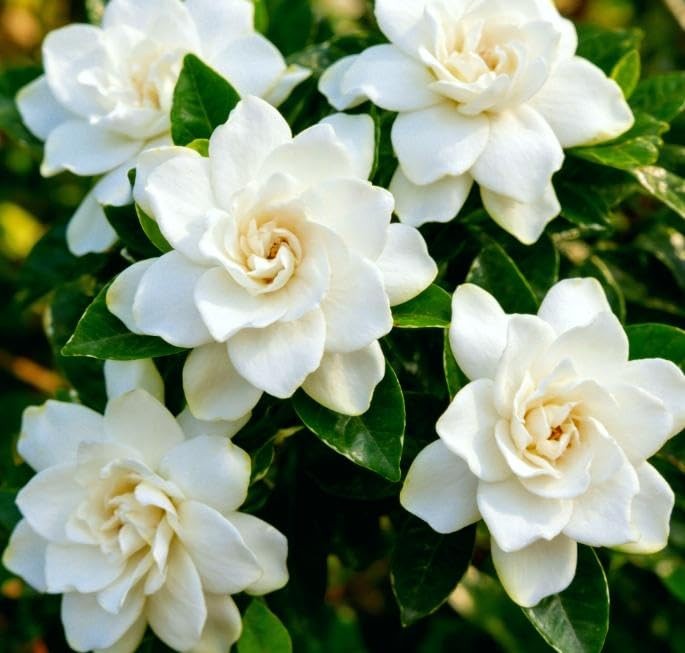 CarpetC 200+ Gardenia Seeds for Planting, Perennial Fragrant Evergreen