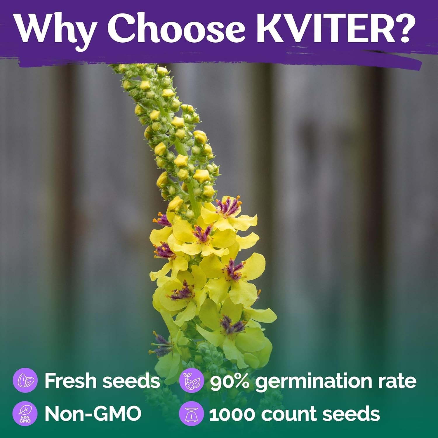 Grow 1000 Mullein Seeds – Non-GMO Organic Herb for Medicinal Use & Wellness