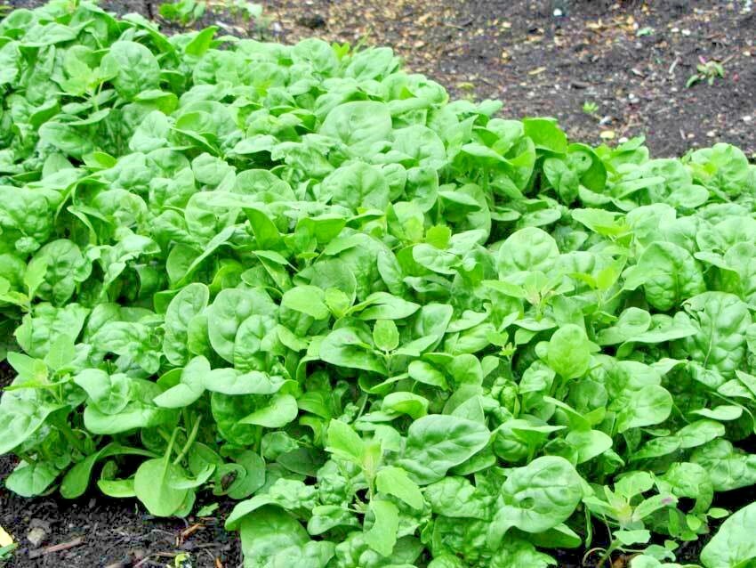 1 oz BLOOMSDALE SPINACH Seed Organic Spring Fall Vegetable Garden Container Easy