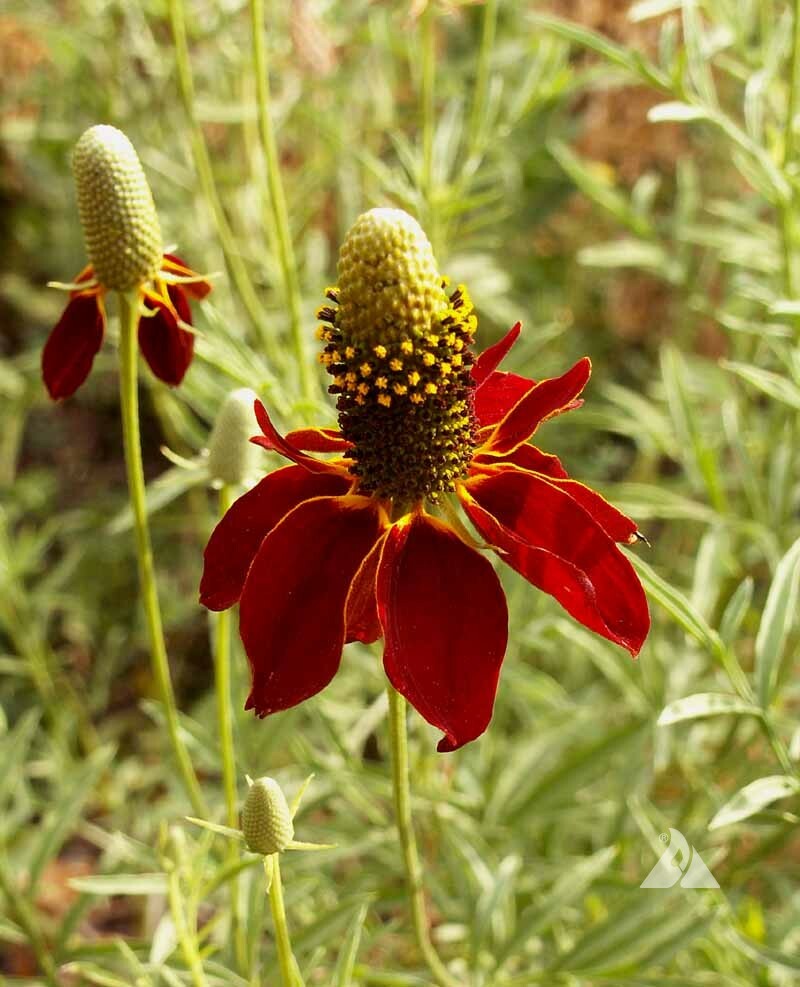 Dwarf Red Coneflower Seeds, Mexican Red Hat, Columnar Upright Prairie, FREE SHIP