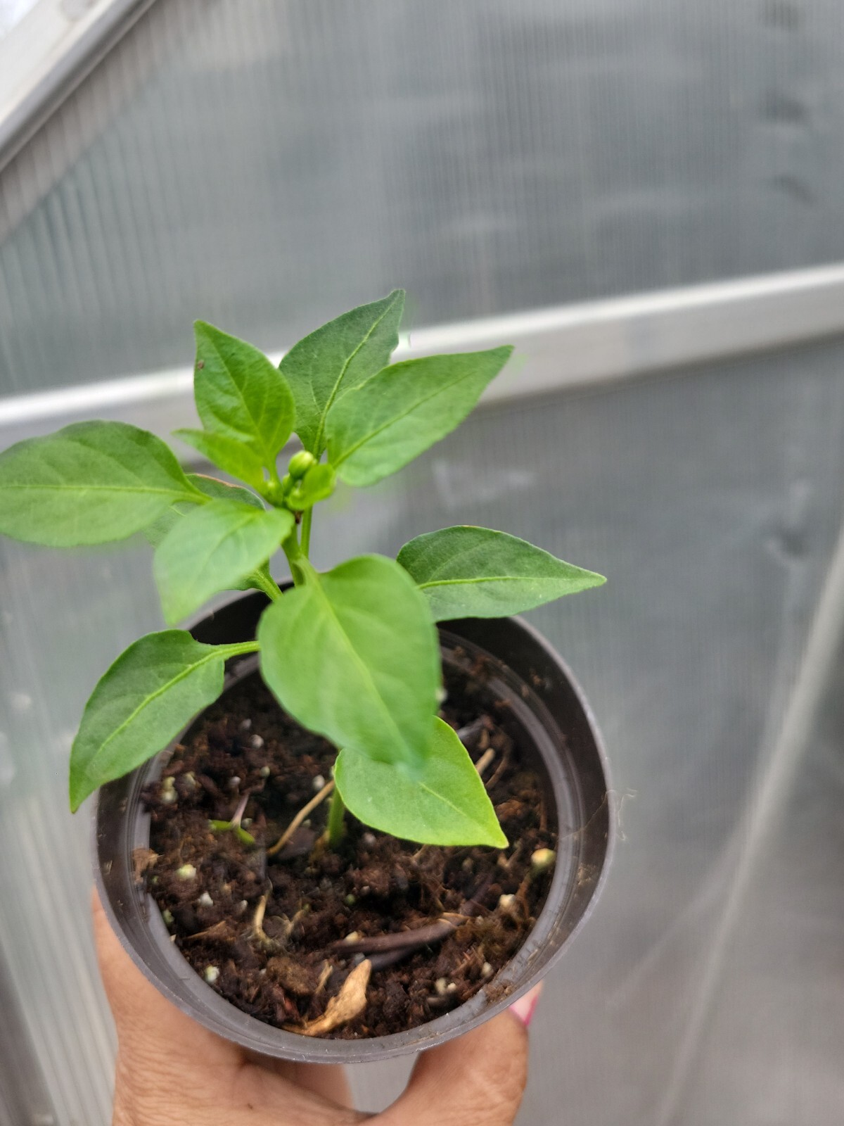 3 Tabasco peppers HEIRLOOM plants plants, ,100% Organic,grown USA