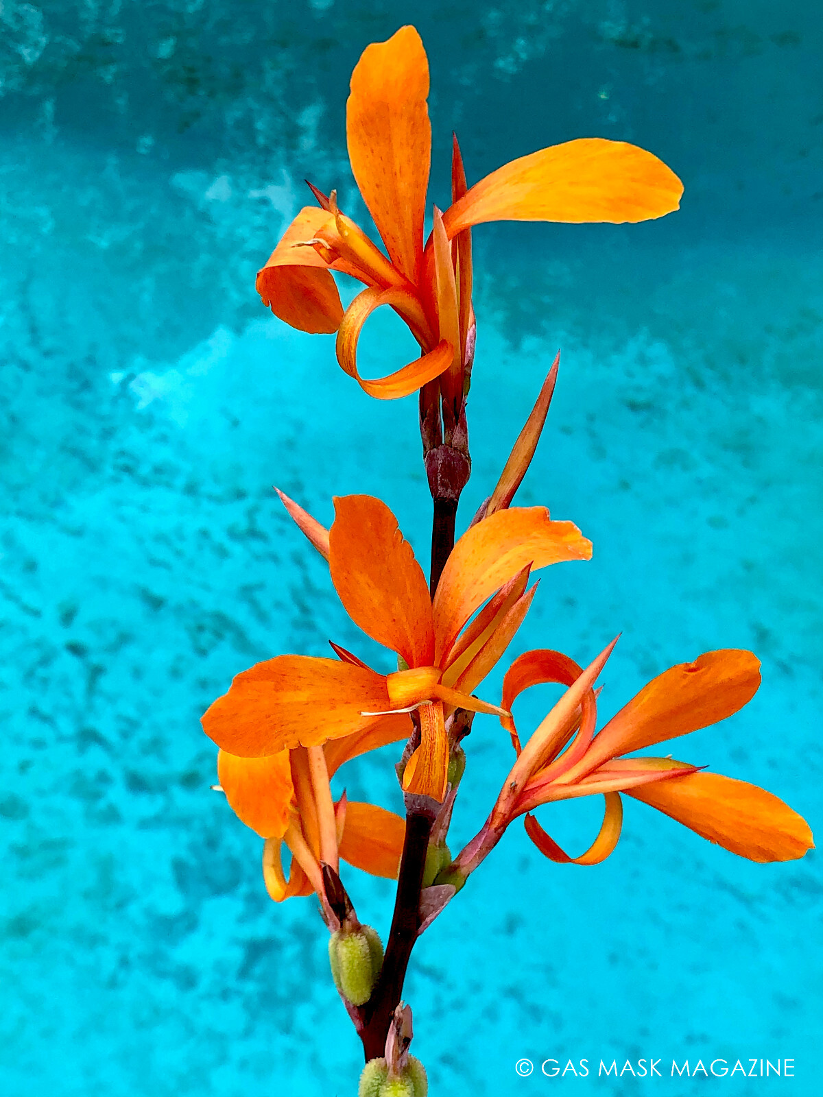 Intrigue Canna Lily Live Plant Rhizome, Orange Bloom Purple Foliage