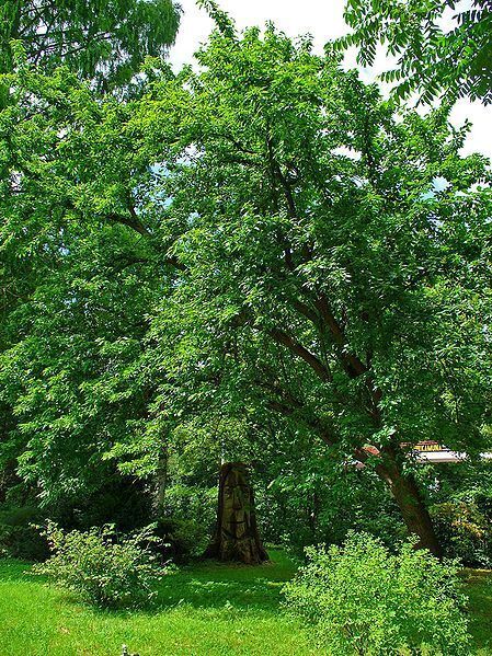 Hedge Apple Osage Orange Tree Seeds Horse Apple Monkey Maclura Ball Size: 10-100
