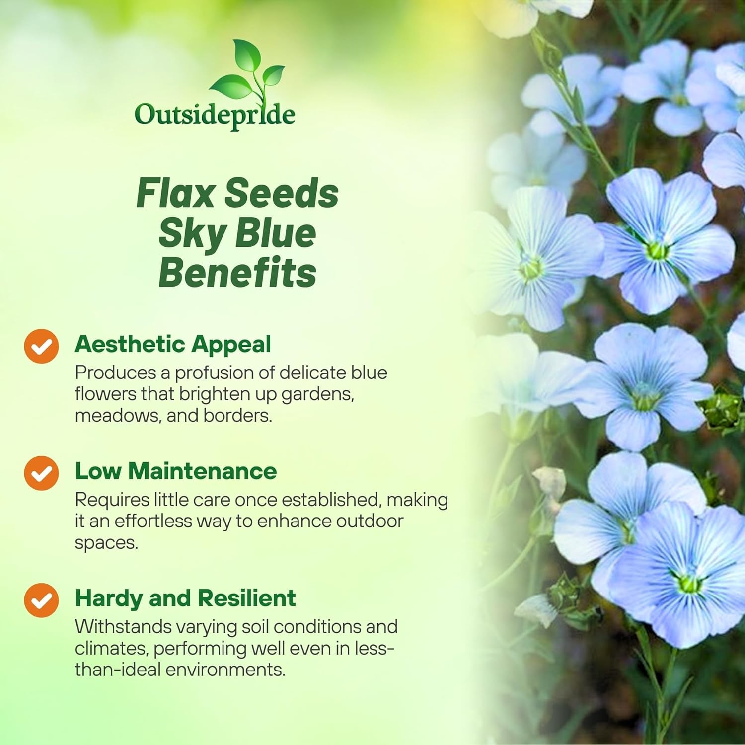 1000 Seeds Linum Usitatissimum Sky Blue Flax Drought Tolerant Plant Seed