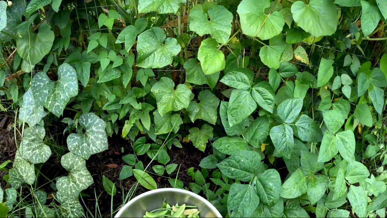 10+ Worcester Indian Red Pole Lima Bean Seeds – Heirloom Red Saba Lima Bean