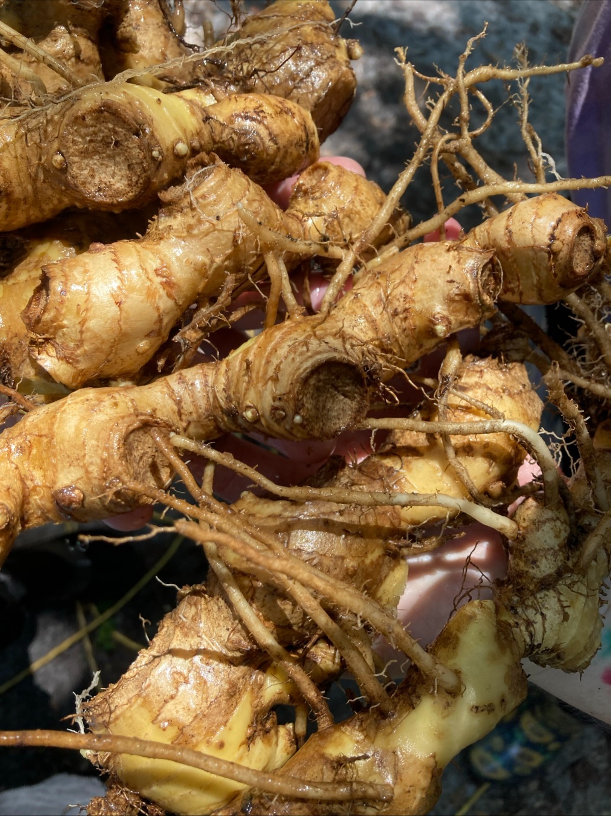 Shampoo Ginger Rhizomes x6 (Free x2 SUPRISE SLIPS p/ single order) Multiplies!