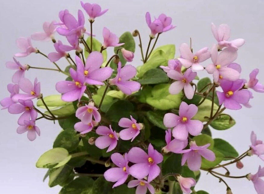 Rare Mixed African Violet Seeds ~ House Plants ~ Indoor Plants ~ Greenhouse