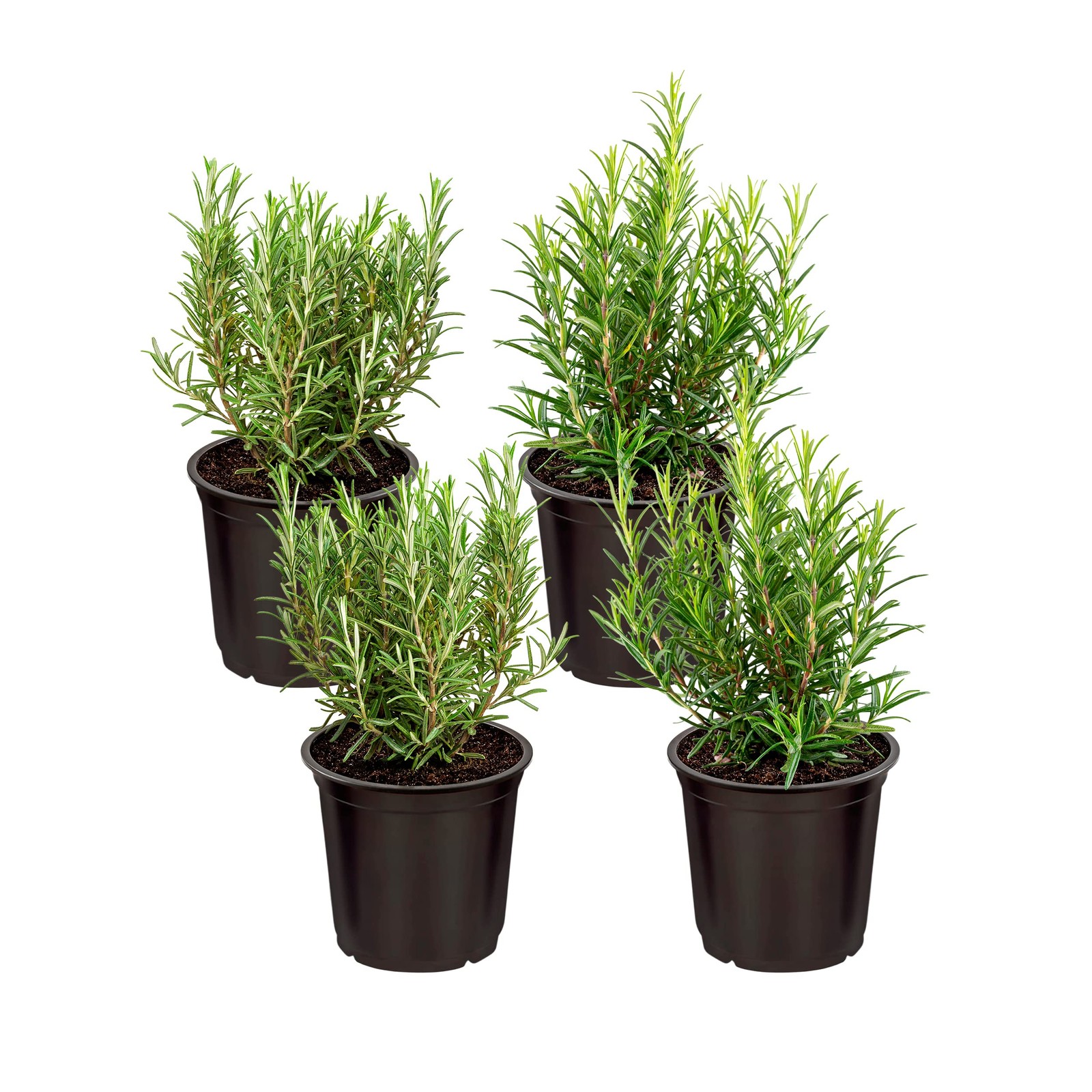 Aromatic Edible Rosemary Herb Pack – Enhances Breathing & Air Quality, 8″x3″
