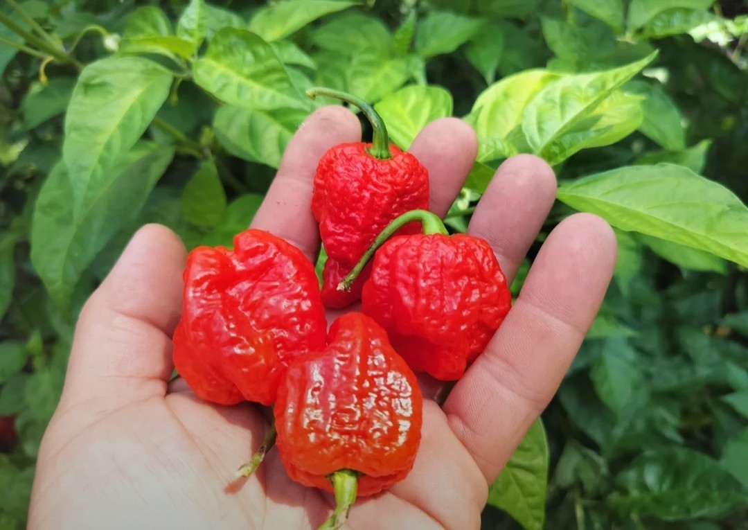 SUPERHOT!- Variety Pack – Over 200! Seeds – One Dozen Different Hot Varieties.