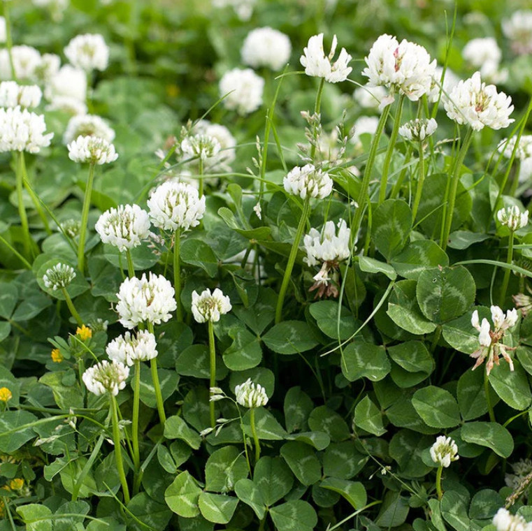 Turtle Greens FORAGE GARDEN MIX Dandelion Plantain Clover Chicory 1500 Seeds!