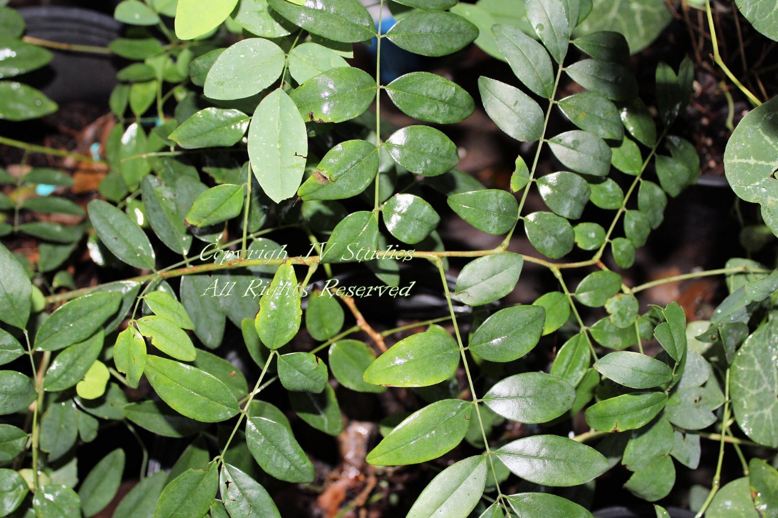 True Indigo 20 Seeds Zone 3+ Indigo tinctoria