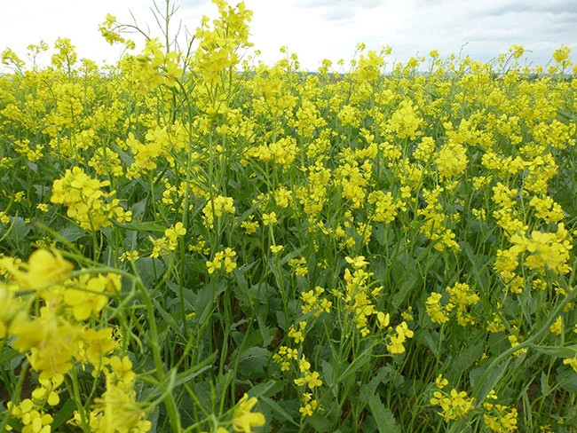 Spicy Brown Mustard Greens Seeds | Brassica Lettuce Collards Green Seed 2024