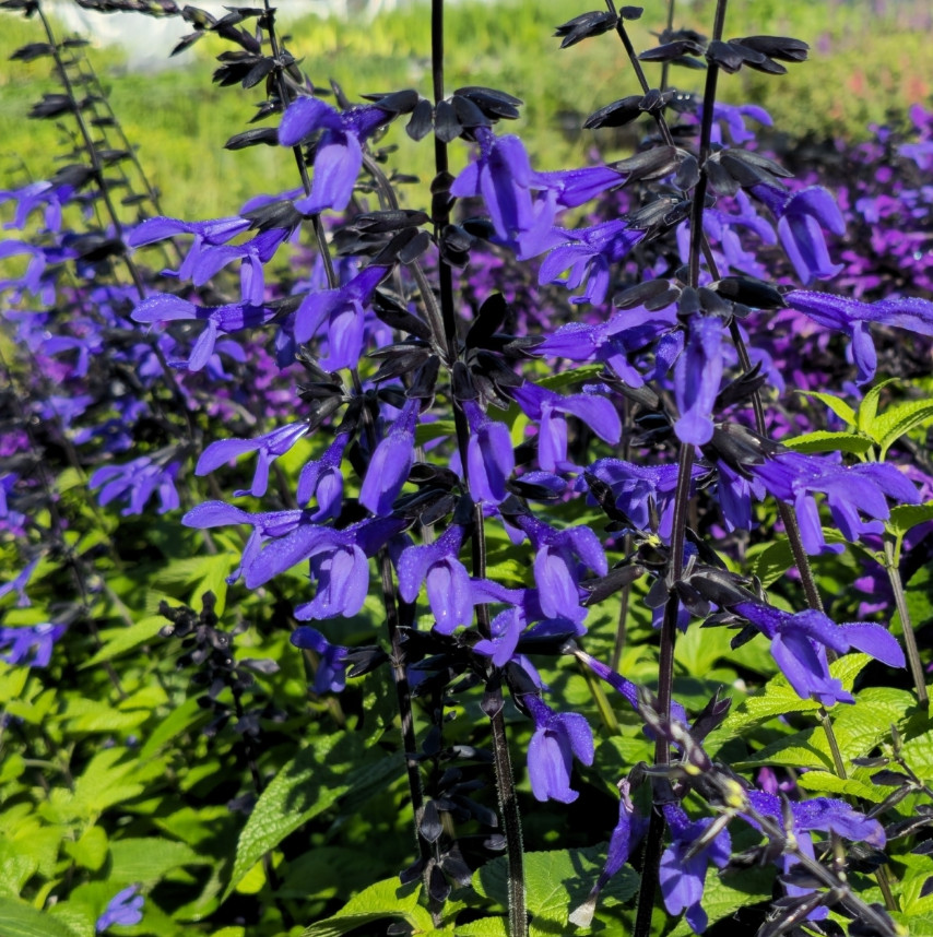 Set 2 Black and Blue Salvia Live Plants – 5-9″ Tall – Perennial Flower