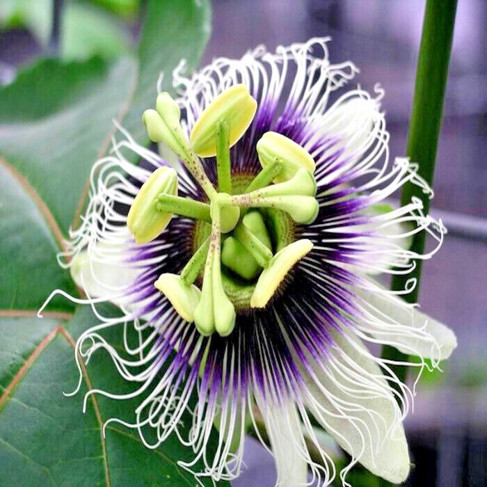 PURPLE PASSION FRUIT FLOWER SEEDS Granadilla Passiflora edulis Garden Vine Plant
