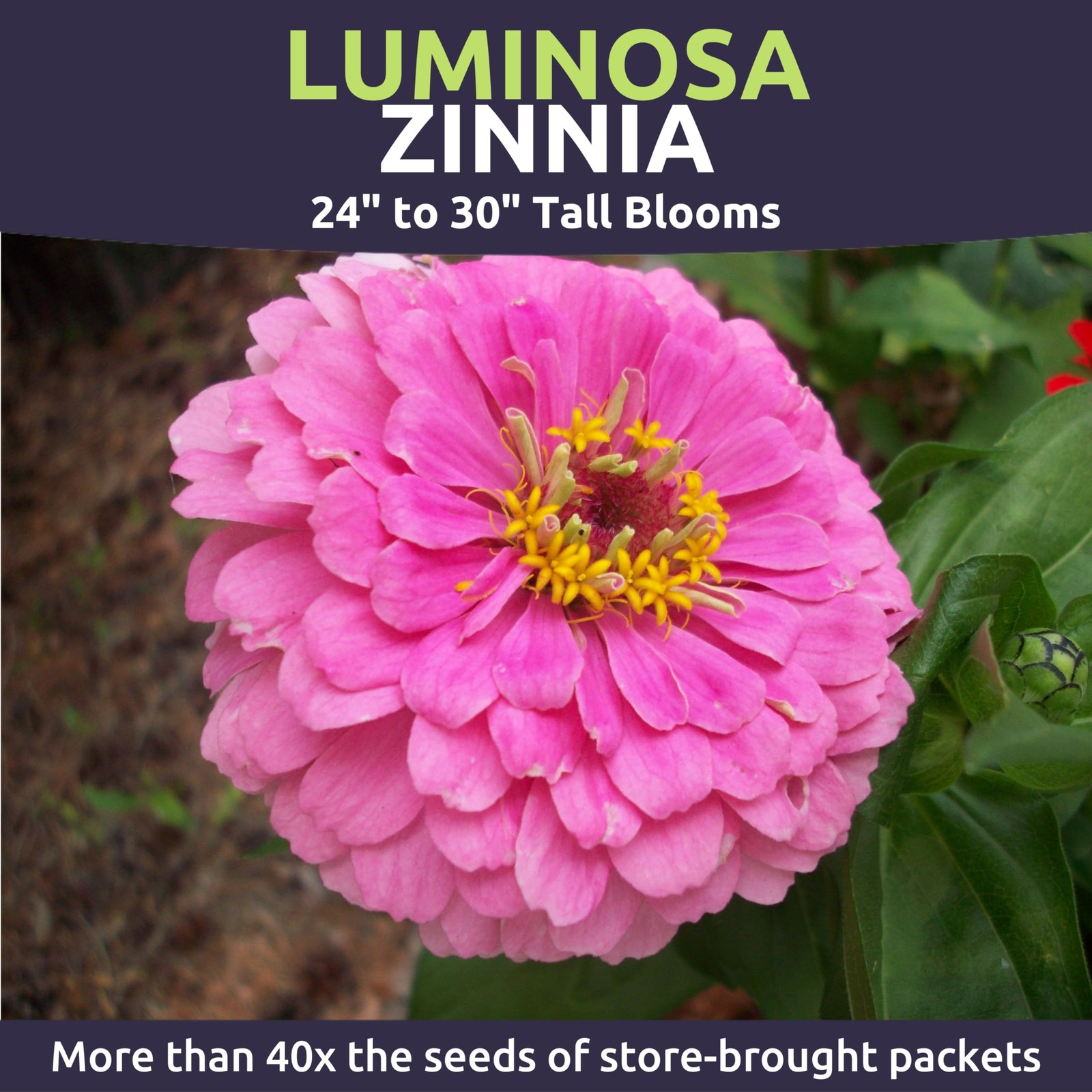 Zinnia Luminosa – Bulk 1/4 Pound Pouch – 15,000 Bag (15,000 Seeds)