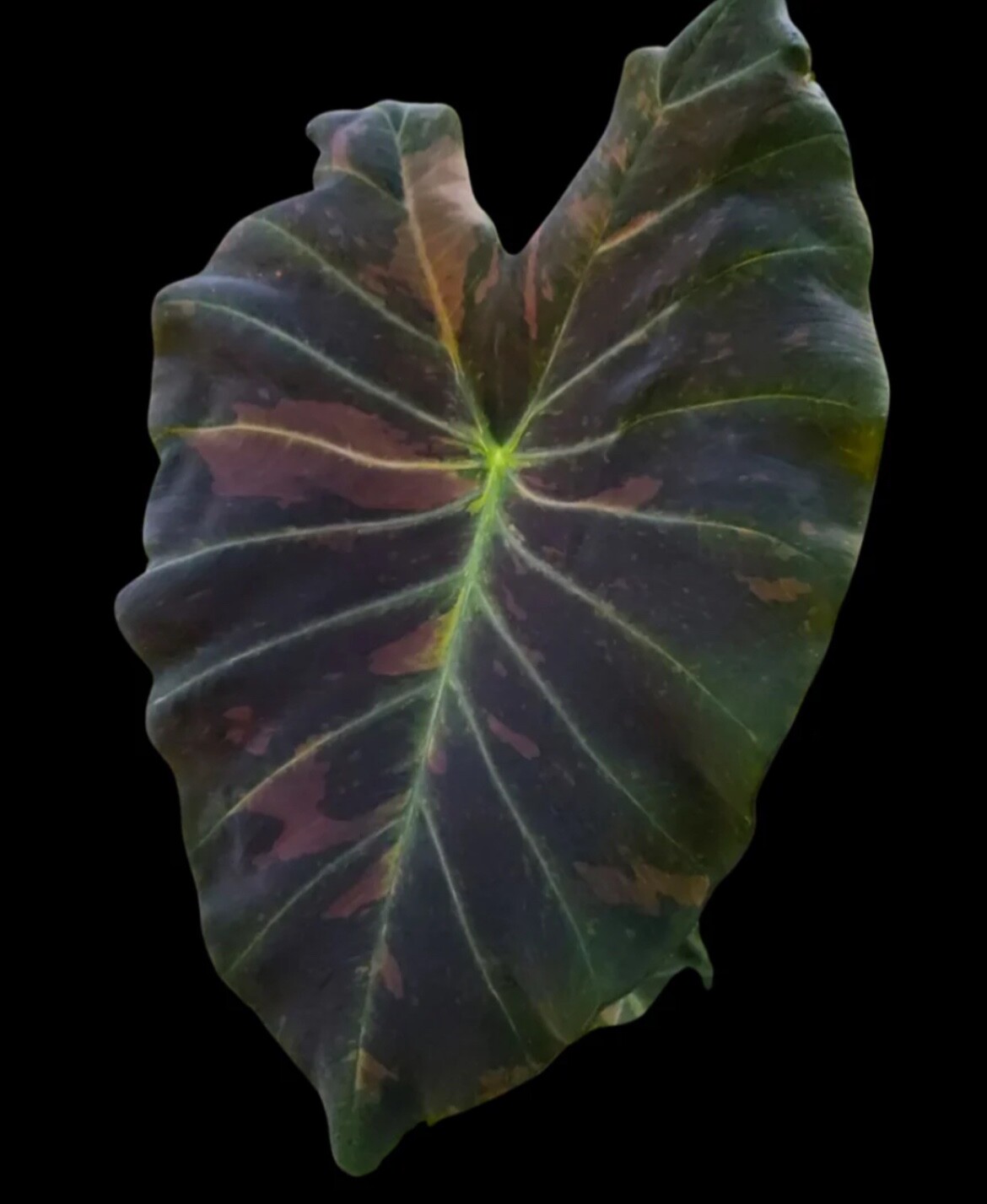 AUTHENTIC Colocasia Midnight Bright 1 bulbs