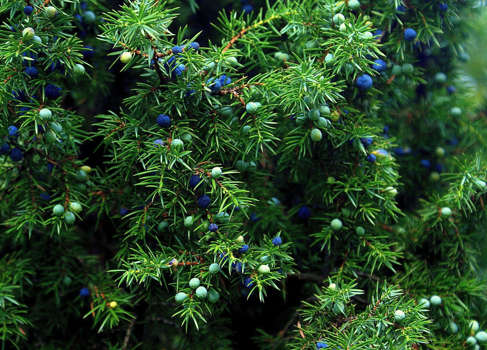 One Seed Juniper Sacred Tree {Juniperus monosperma} Medicinal 5+ seeds Evergreen