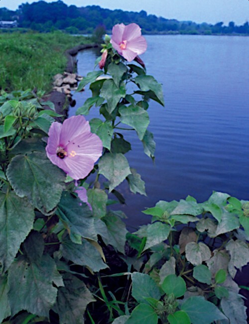 20 Pink Swamp Mallow Rose Seeds “LARGE FLOWER” Hardy Hibiscus Fast Garden Plant